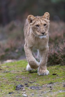One female young lion (Panthera leo) running at a forest edge. Green vegetation in the background
