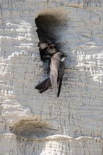Sand martins (Riparia riparia), Emsland, Lower Saxony, Germany