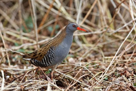 Water Rail (Rallus aquaticus) in the reeds, Mecklenburg-Western Pomerania, Germany