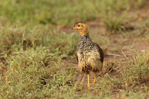 Coqui Francolin (Peliperdix coqui) female, Masai Mara, Kenya