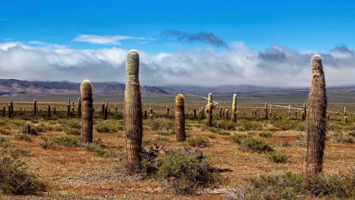 Variety of cacti in a wide, dry landscape under a slightly cloudy sky, The landscape of the