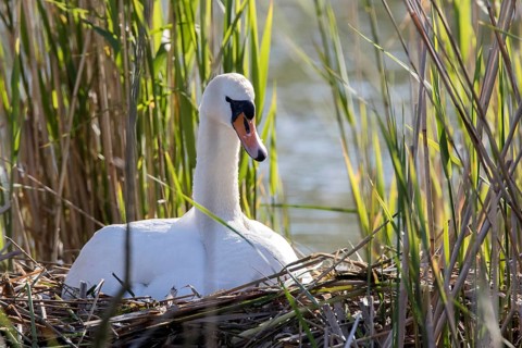 Mute Swan (Cygnus olor) on nest, Romania
