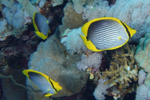 Black-backed butterflyfish (Chaetodon melannotus)