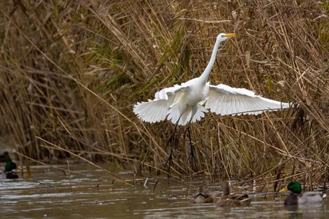 Great White Egret (Egretta alba) Germany