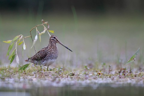 Common Snipe (Gallinago gallinago) foraging, North Rhine-Westphalia, Germany