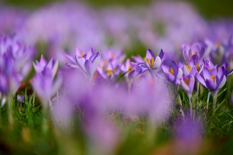 Numerous purple crocuses on a blurred flower field. spring-like natural atmosphere, spring,