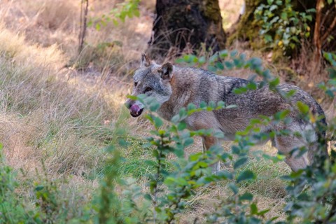 A Eurasian gray wolf (Canis lupus lupus) stands in a forest clearing on a sunny day, licking its
