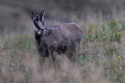 Chamois (Rupicapra rupicapra), Vosges, France