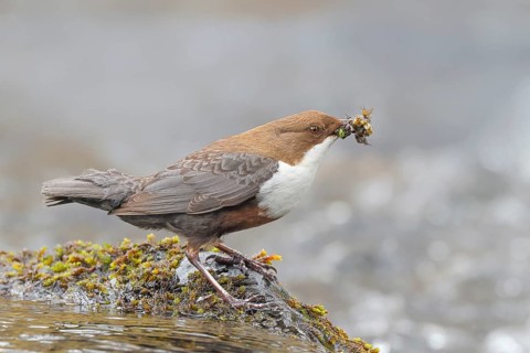 White-throated Dipper (Cinclus cinclus) on a mossy stone on the bank of a river, with caddis fly