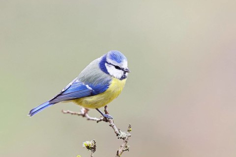 Blue tit (Parus caeruleus), sitting on a branch, Wilnsdorf, North Rhine-Westphalia, Germany