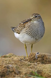 Pectoral Sandpiper (Calidris melanotos), Sizandro, Portugal