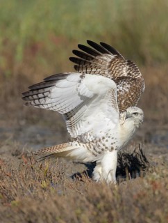 Red-tailed Hawk (Buteo jamaicensis) perched on the ground, Texas, USA