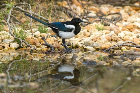 Magpie, pica pica, bath, bird bath, birds, corvidae family of birds, adolescent, juvenile, mirror,