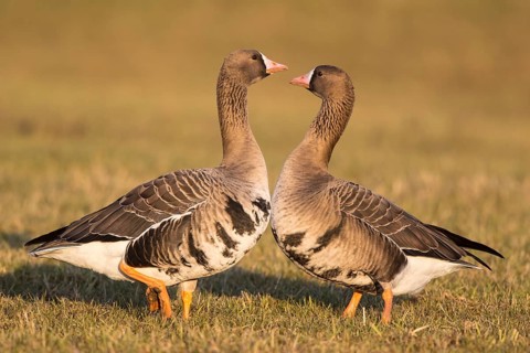 Greater White-fronted Goose (Anser albifrons), North Rhine-Westphalia, Germany