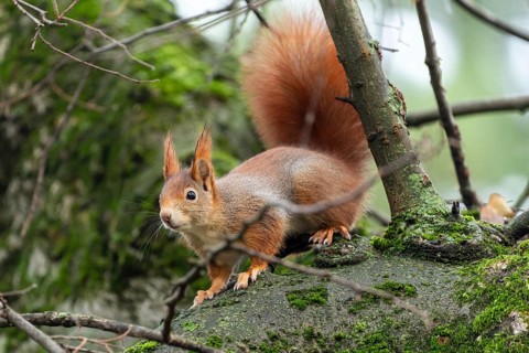 Eurasian red squirrel (Sciurus vulgaris) on a branch, wildlife, Germany
