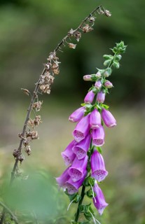 Brownwort, Digitalis Purpurea, Red Foxglove, Scrophulariaceae, Common Foxglove, Foxglove, Flora,