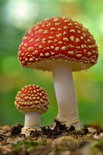 Fly agaric (Amanita muscaria), small and large fruiting bodies, North Rhine-Westphalia, Germany