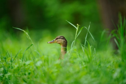 A duck hiding in the tall, green grass, Mallard (Anas platyrhynchos), Franconia