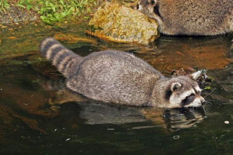 Raccoon (Procyon lotor), Arnsberg, North Rhine-Westphalia, Germany