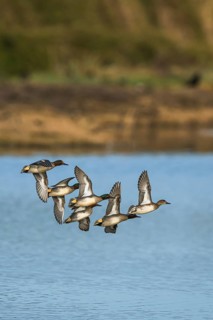 Eurasian Teal, Anas crecca, birds in flight over winter marshes