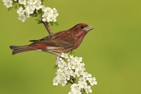 Purple Finch (Haemorhous purpureus) male, British Columbia, Canada