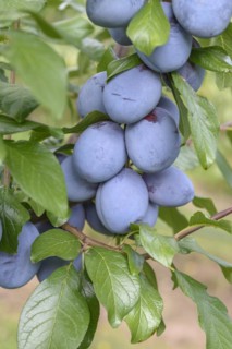 Plum (Prunus domestica 'Tophit'), LVG Erfurt, Erfurt, Thuringia, Germany