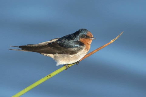 Welcome Swallow (Hirundo neoxena), Victoria, Australia