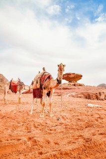 Two Camels on red sand by famous mushroom landmark in Wadi Rum UNESCO World Heritage desert Jordan