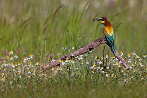 Bee-eater, (Merops apiaster), perch, Tiszaalp-r, Kiskuns-gi National Park, B-cs-Kiskun, Hungary