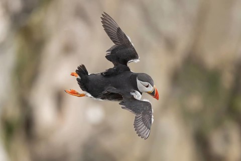 Atlantic puffin (Fratercula arctica) adult auk seabird bird in flight in summer, RSPB Bempton