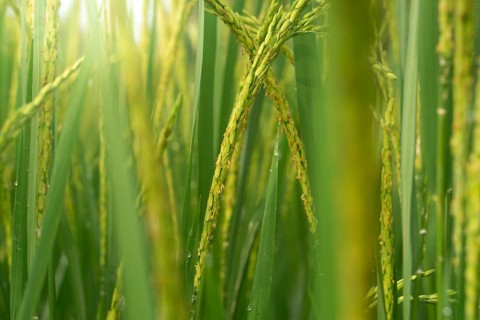 Close-up of vibrant green rice stalks with delicate grains and blooms.