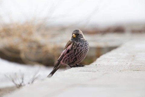 Asian Rosy Finch (Leucosticte arctoa) Hokkaido, Japan