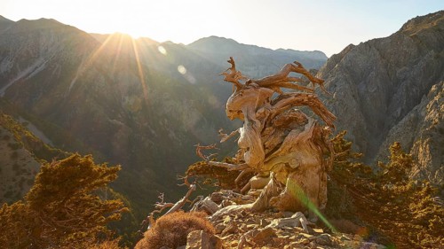 Bizarre gnarled tree, narrow hiking path, Gingilos, hiking on the Gingilos, morning light, back