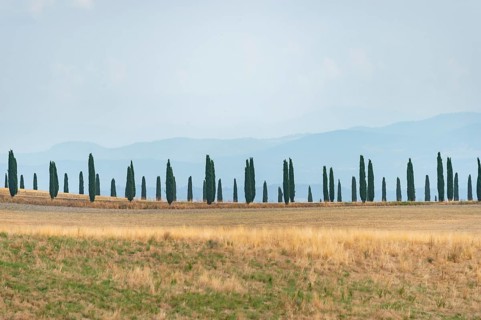 Typical Tuscan landscape in Crete Senesi with hills, trees, fields, cypresses and farm road in