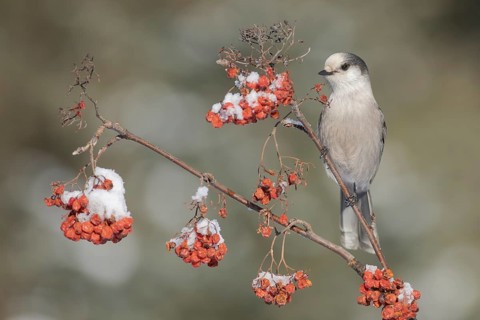 Grey Jay (Perisoreus canadensis) perched on a branch, Alaska, USA