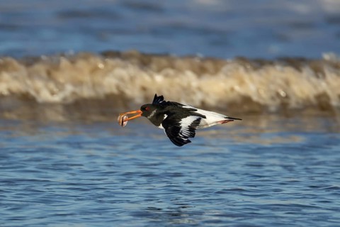Eurasian oystercatcher (Haematopus ostralegus) adult wading bird flying with a cockle shell in its