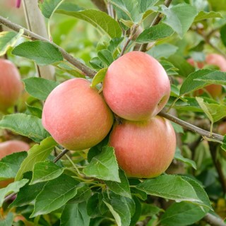 Apple (Malus domestica 'Pikosa'),  Germany