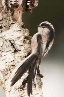 Long-tailed Tit (Aegithalos caudatus europaeus) climbing tree trunk, Bavaria, Germany