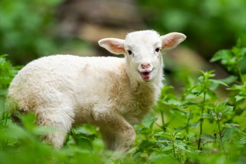 Domestic sheep (Ovis orientalis aries) lamb on a meadow, Bavaria, Germany