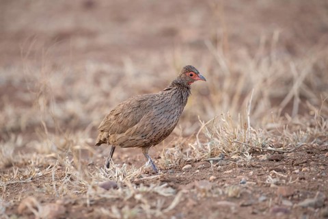Swainson's Spurfowl (Pternistis swainsonii), South Africa