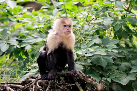 White-shouldered capuchin monkey (Cebus capucinus), adult, on the ground, alert, South America