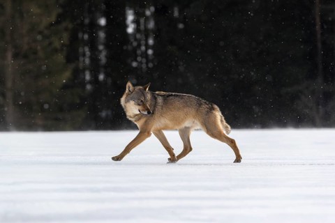 One male eurasian gray wolf (Canis lupus lupus) walking thru deep snow with a forest in the