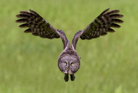 Great Grey Owl (Strix nebulosa)