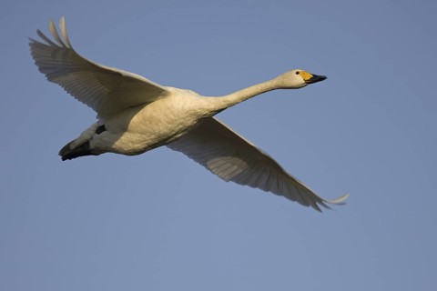 Whooper Swan (Cygnus cygnus) flying, Carinthia, Austria