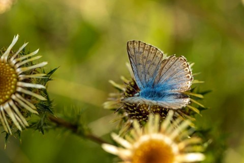 Close-up of an Adonis blue (Lysandra bellargus) on common golden thistle (Carlina vulgaris),