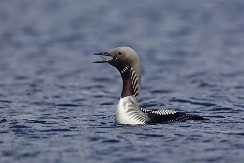 Black-throated Loon (Gavia arctica), Inari, Finland