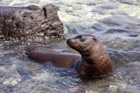 Sea lions (Zalophus wollebaeki), Galapagos, Ecuador
