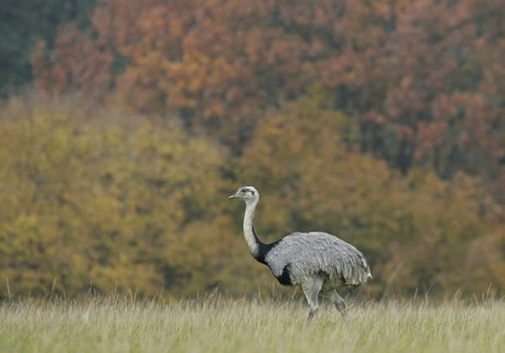Greater Rhea (Rhea americana) foraging, Schleswig-Holstein, Germany