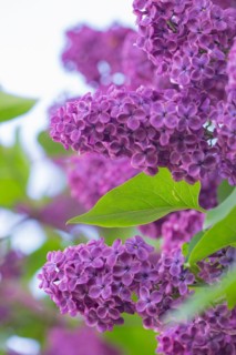 Close-up of purple lilac flowers with green leaves, purple flowering common lilac (Syringa
