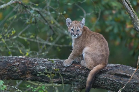 One cougar kitten, Puma concolor, resting in a tree with some green vegetation in the background